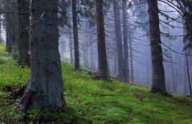 Топорный подход: чем грозят Украине массовые вырубки леса